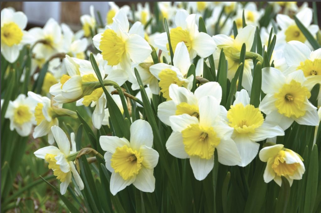 Gardening by the Sea: Celebrating daffodils when there is no festival ...