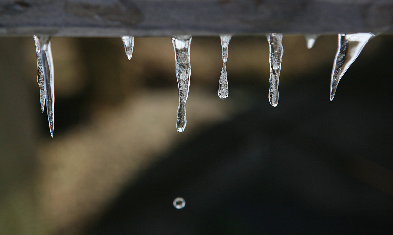 MONDAY, FEBRUARY 8, 2021 -- Water drips from an icicle on Monday. Photo by Ray K. Saunders