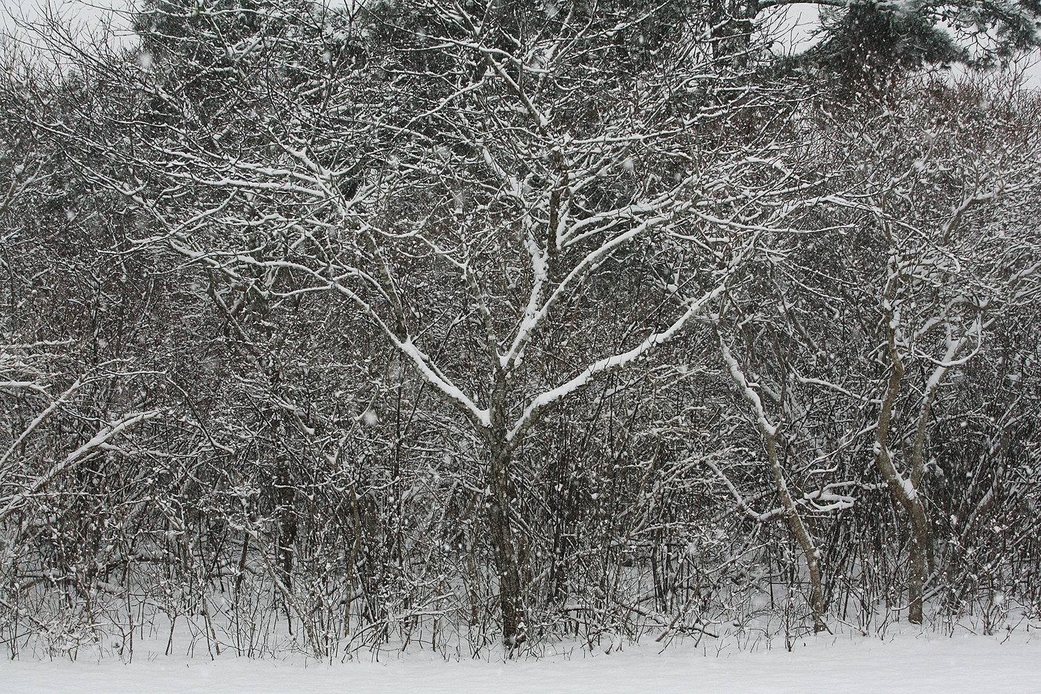 Thursday's snow clings to branches along Miacomet Road.