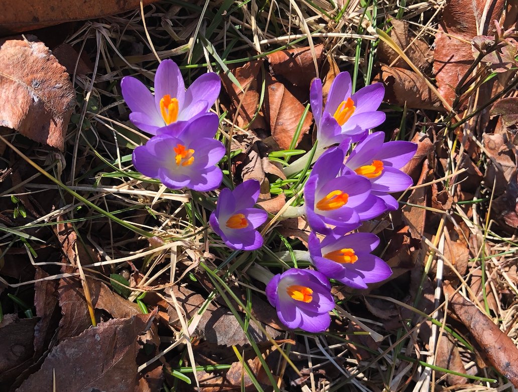 The departure of the snow revealed these crocuses in a Hooper Farm Road yard.