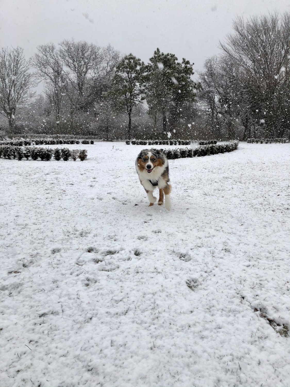 Finn checks out the snow.