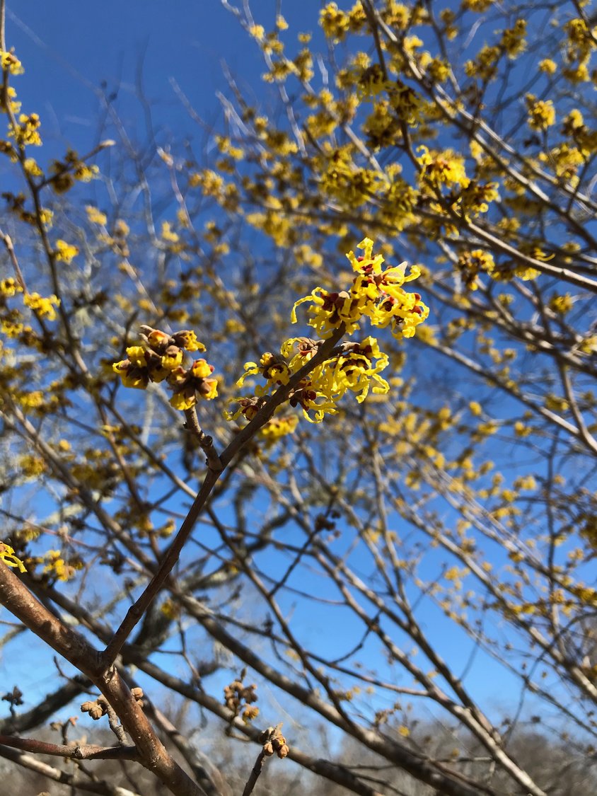 Witch hazel blooms early off Cliff Road in early March.
