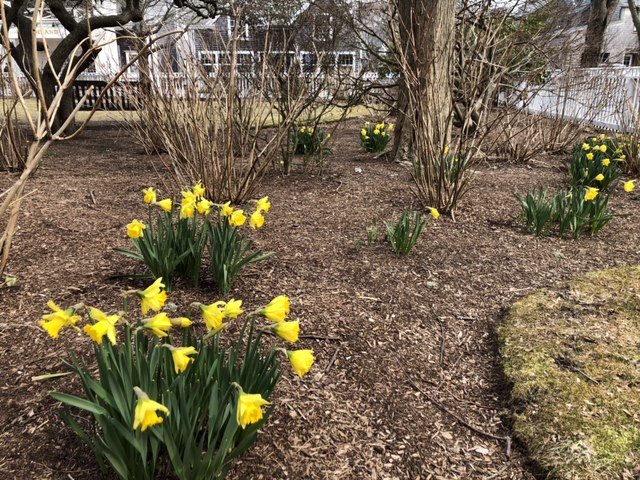 Early Daffodils provide some color to an otherwise drab landscape.