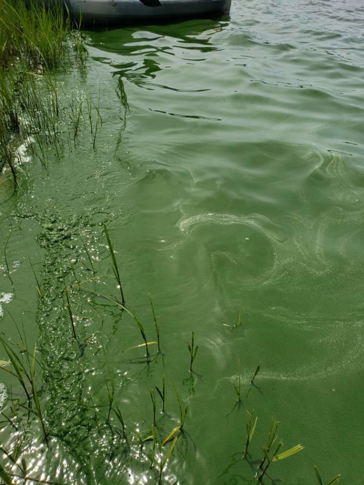 Harmful algae blooms, like this one at Gibbs Pond, are often characterized by a green "scum" on the surface of the water.