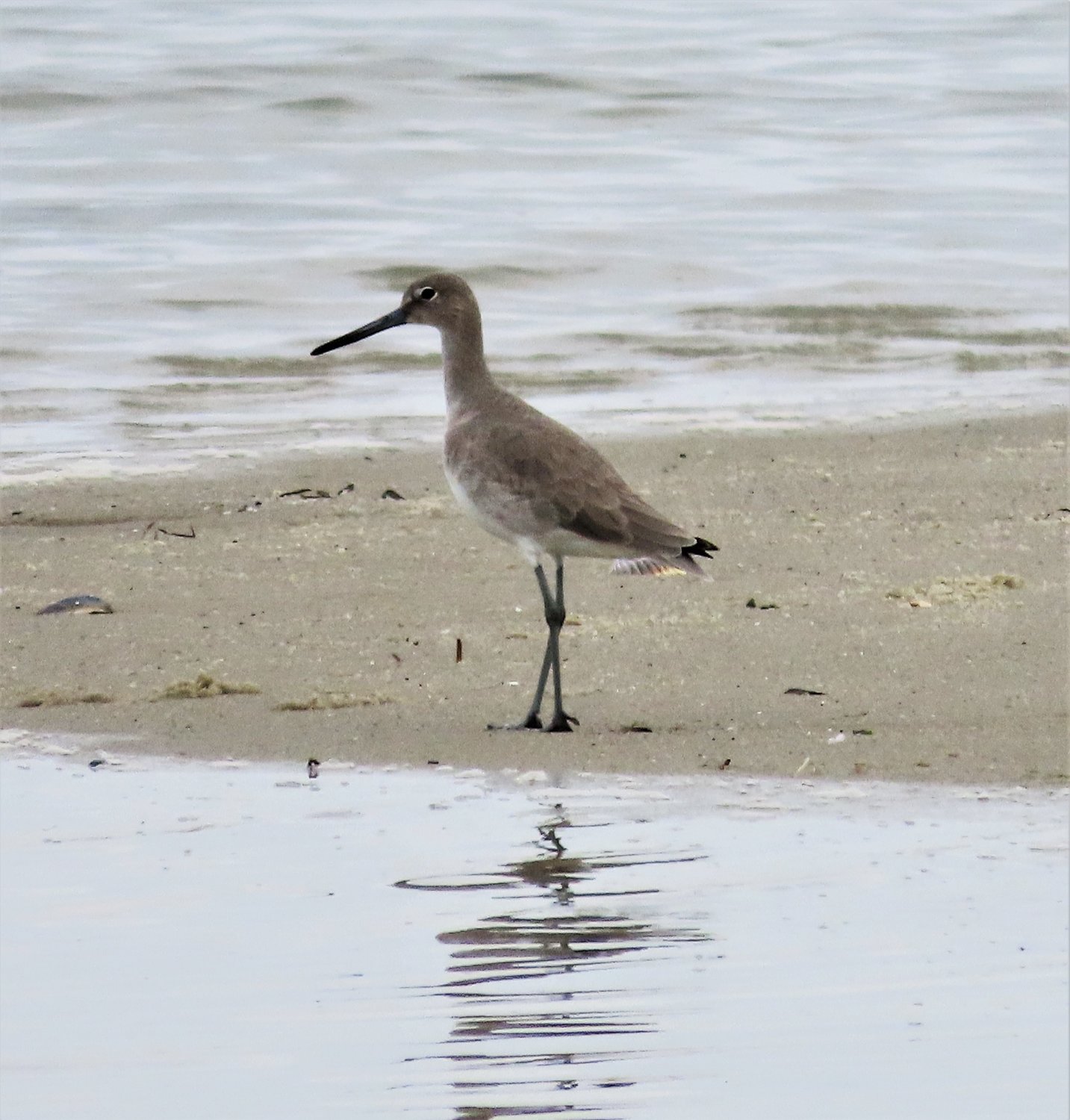Western Willet weathers winter | Inquirer and Mirror