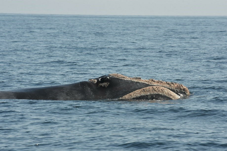 New right whale names announced | Inquirer and Mirror