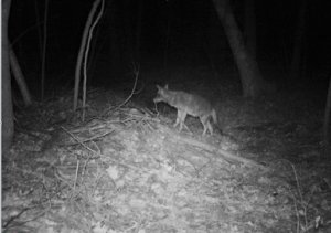 Photo of the coyote that Nancy Ware shared on the Kingsbrooke Community Facebook page. 