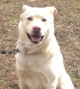 Photo of missing dog found on Marsteller Drive in Nokesville. 
