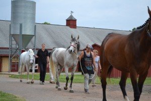 PShR Inspection Horses