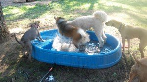 Local dogs splash in kiddie pool during Vint Hill Dog Park's ice-cream social. 