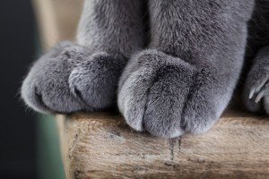 Stock Image - cat paws