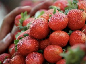 Strawberries for sale a Mahabaleshwar by Tarun.real via Wikipedia. 