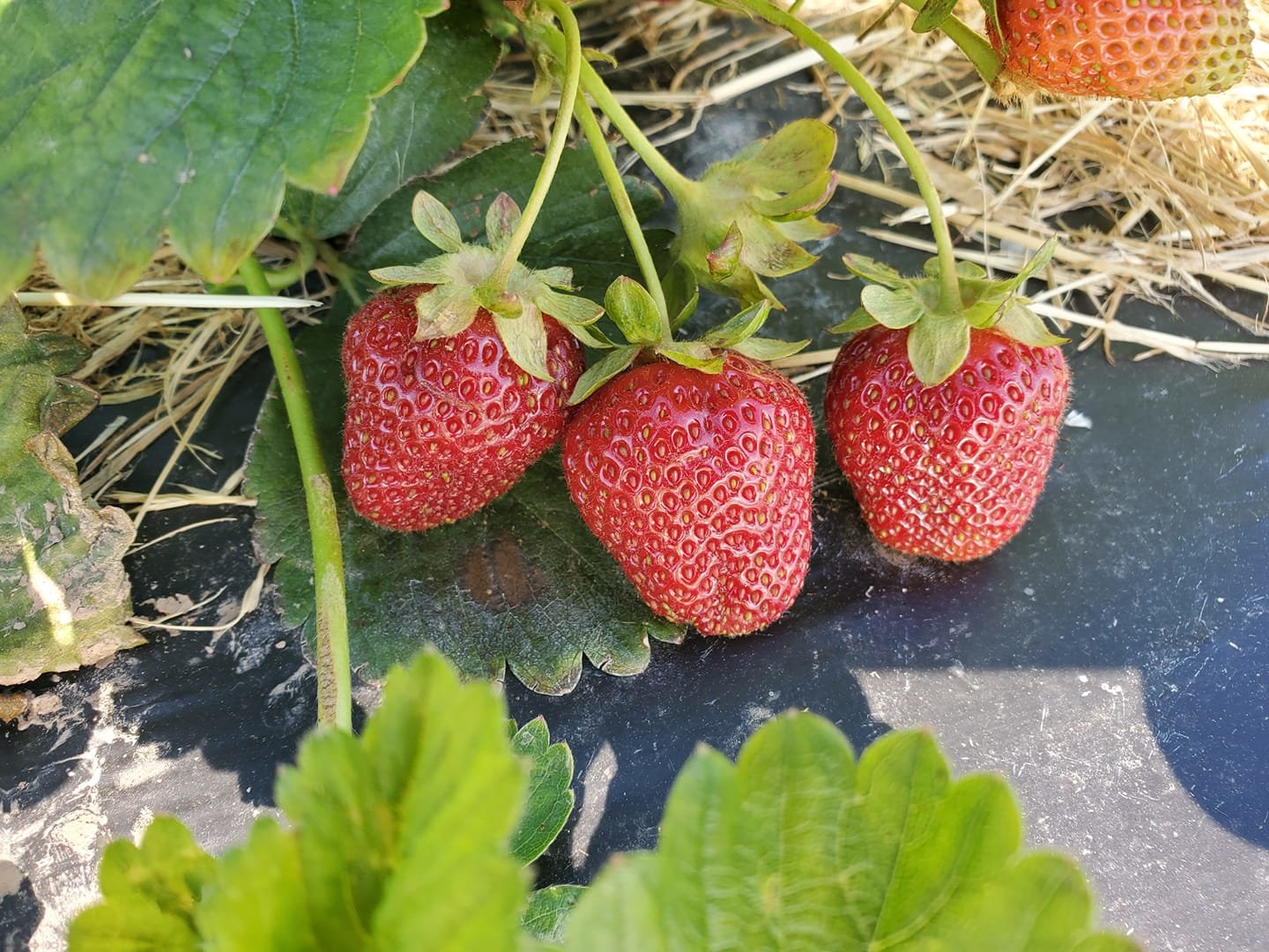Photo of strawberries grown on Yankee Farm in Nokesville.