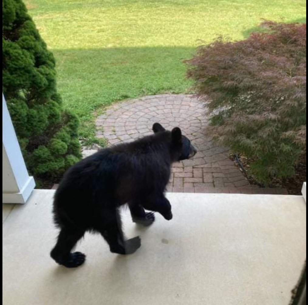 Black Bear at the Kingsbrooke Clubhouse in Bristow.