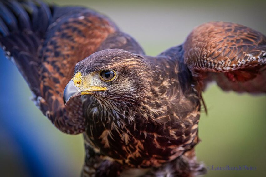 A Harris’s hawk spreads its wings during the April 20 Falconry Exhibition in Lower Makefield.