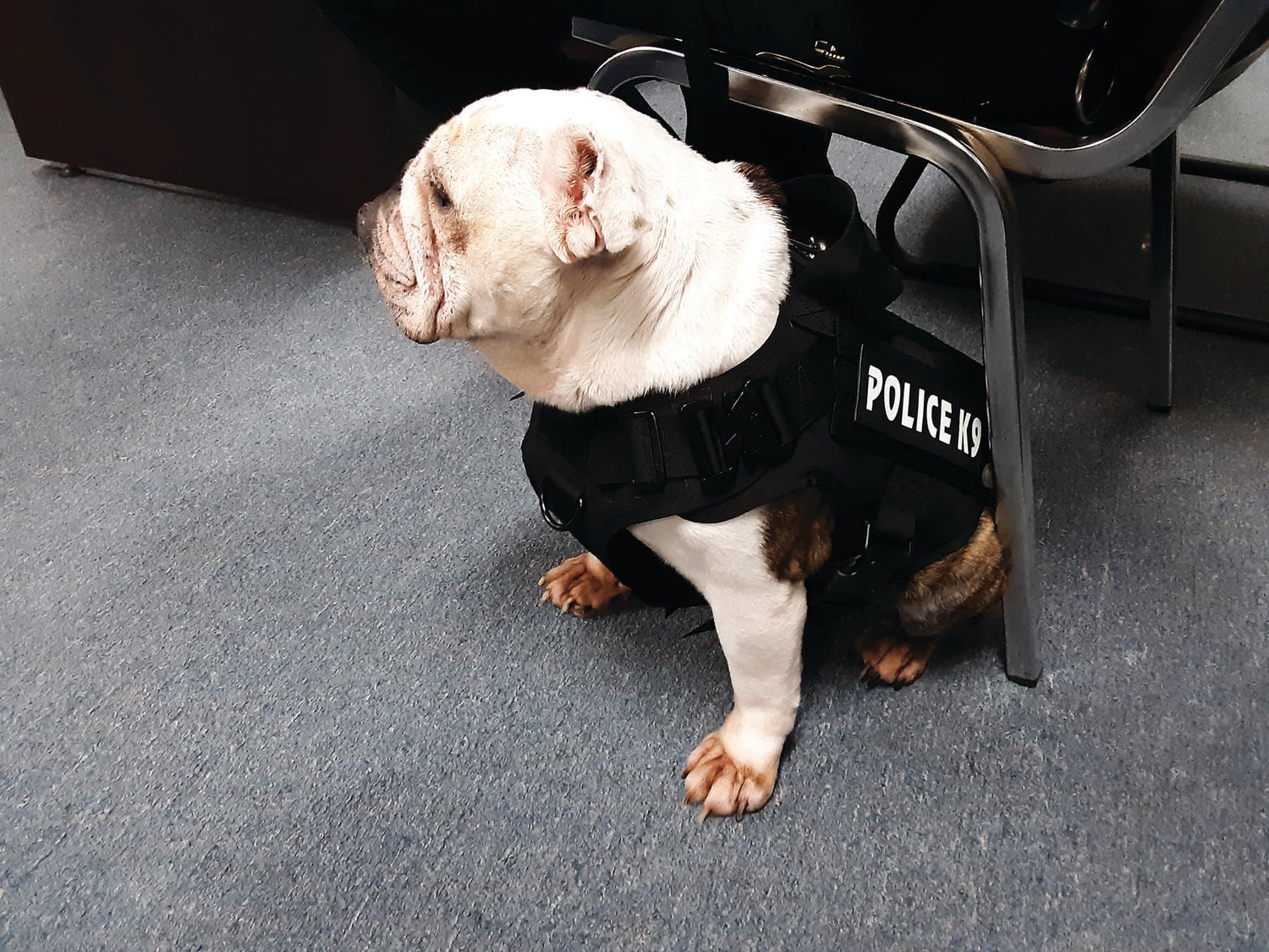 Meet Gertie, the newest member of the Springfield Township Police Department. The diminutive bulldog made her presence felt, taking the spot reserved for the township solicitor  and snorting loudly several times during the meeting. Photograph by Barrie-John Murphy