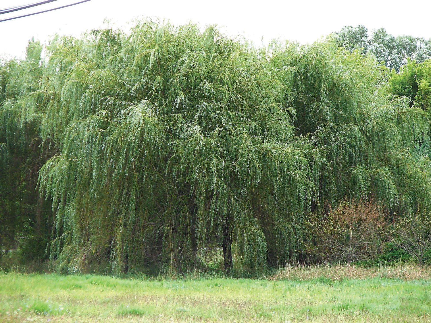 Willows can create a cycle of photoextration.