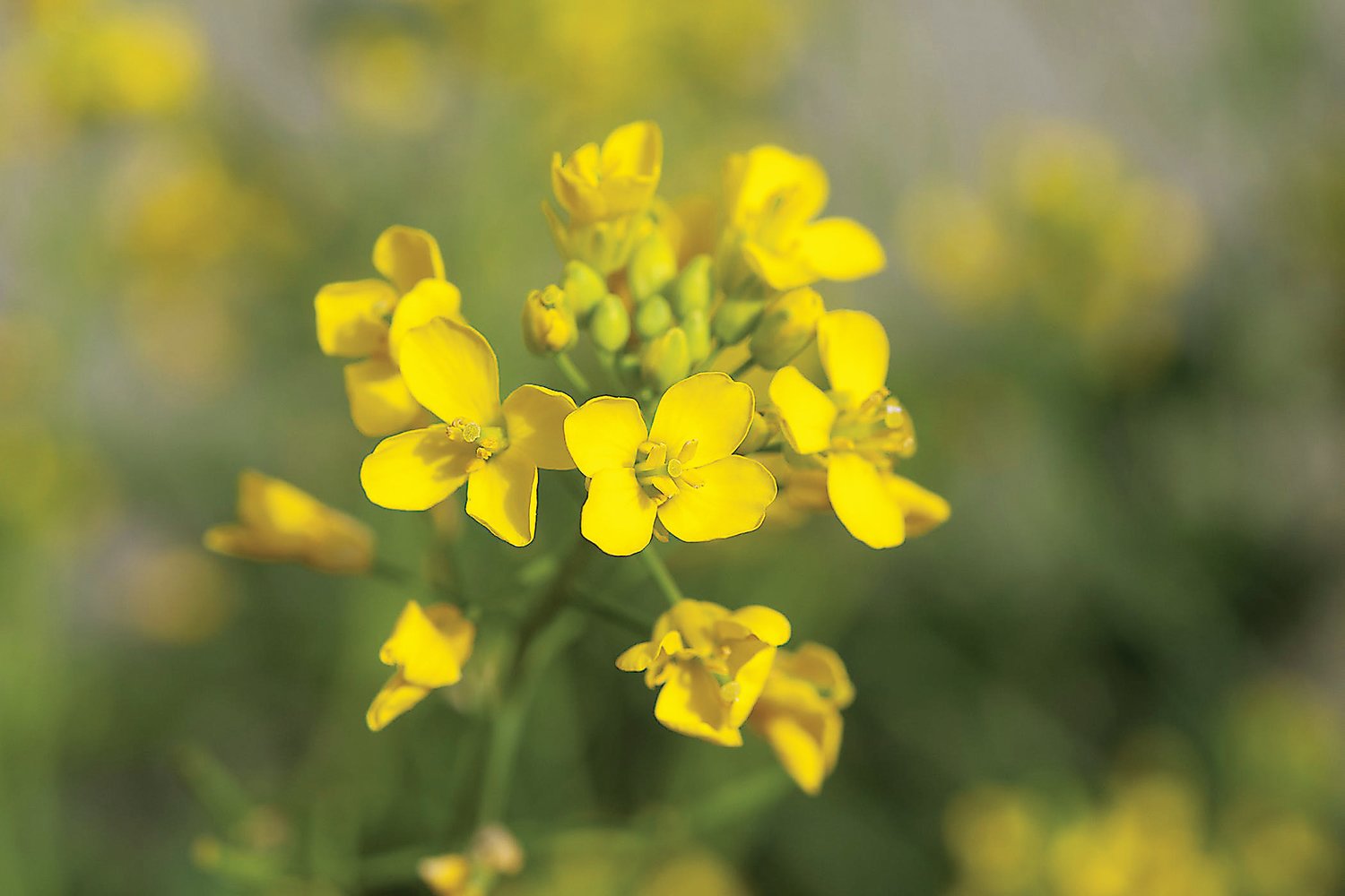 Wild mustard blooms in spring in local fields.