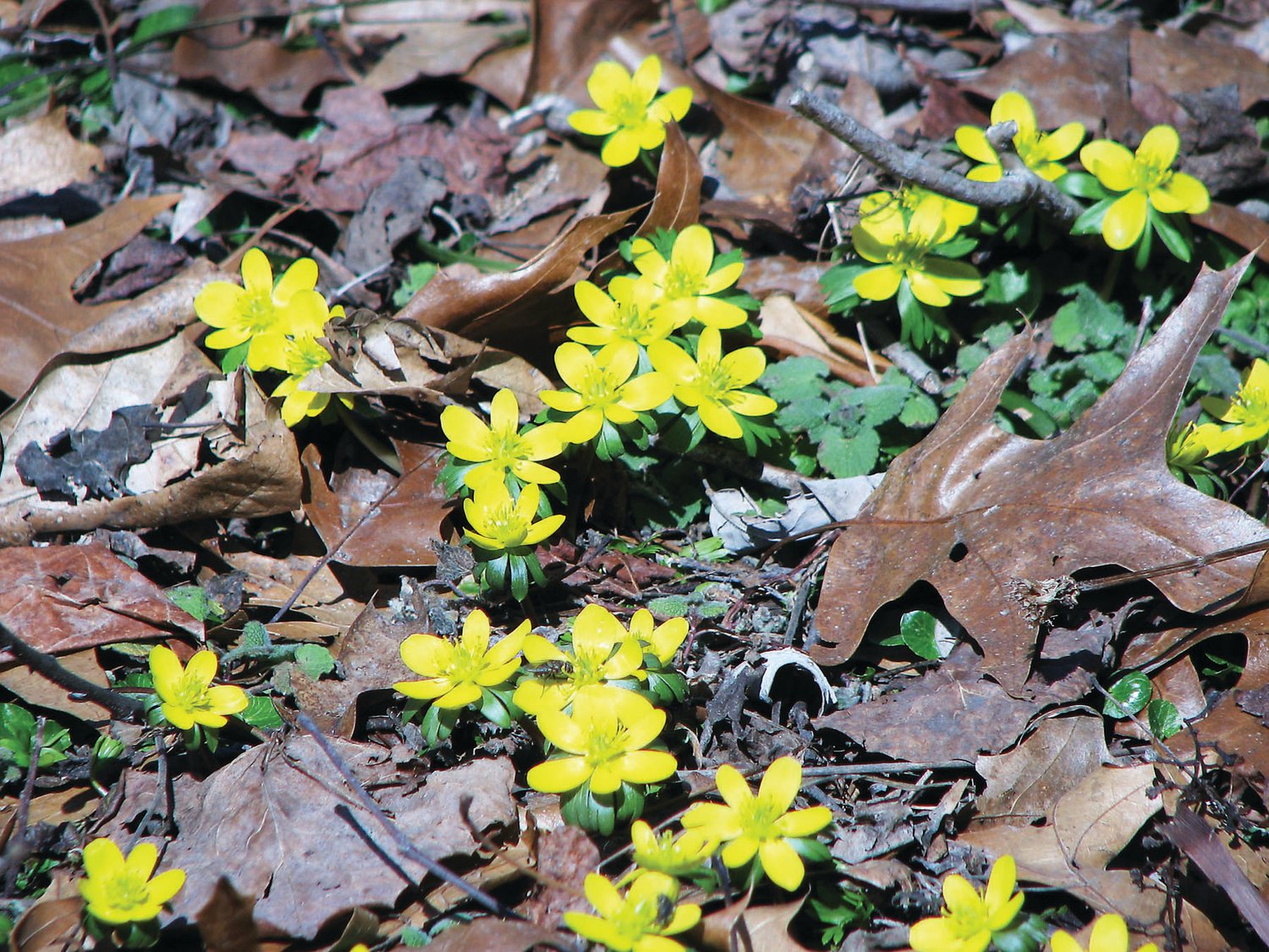 Early winter aconite is among the first flowers to surface.