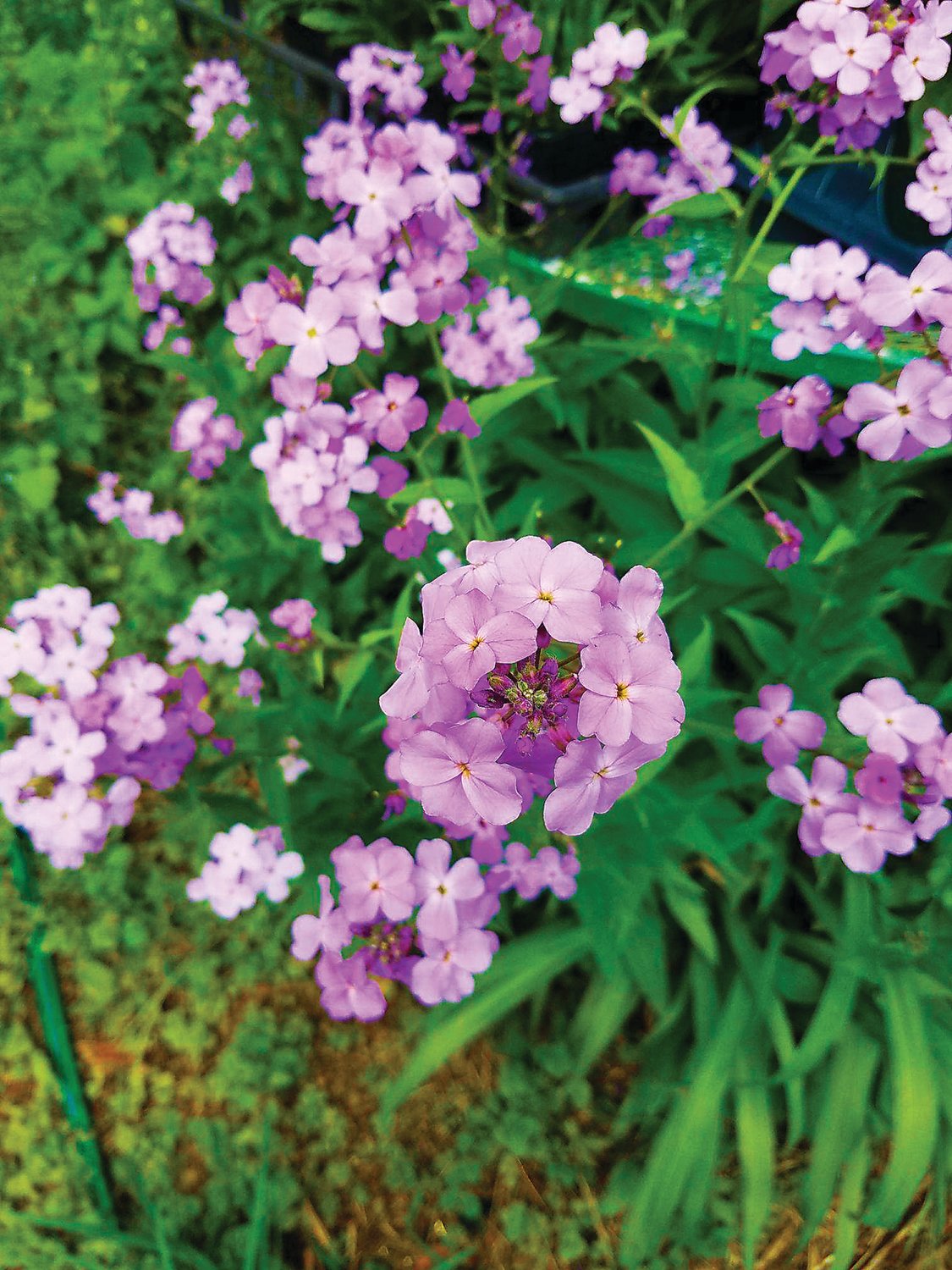 Dame’s rocket, now proliferating along highways resembles phlox but it is an invasive plant that pushes out the natives.