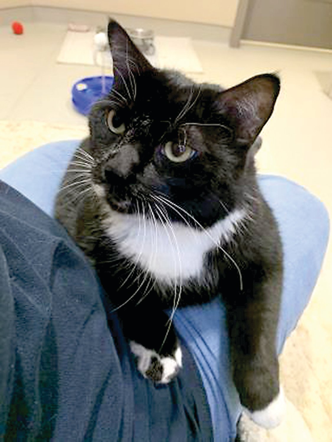 Thanks to a civil victory, Bootsie, who had been in the protective custody of the Bucks County SPCA since May 7, was finally able to be adopted on Oct. 3. The shelter needs help finding good homes for the 54 cats and kittens from the case who remain in their care.