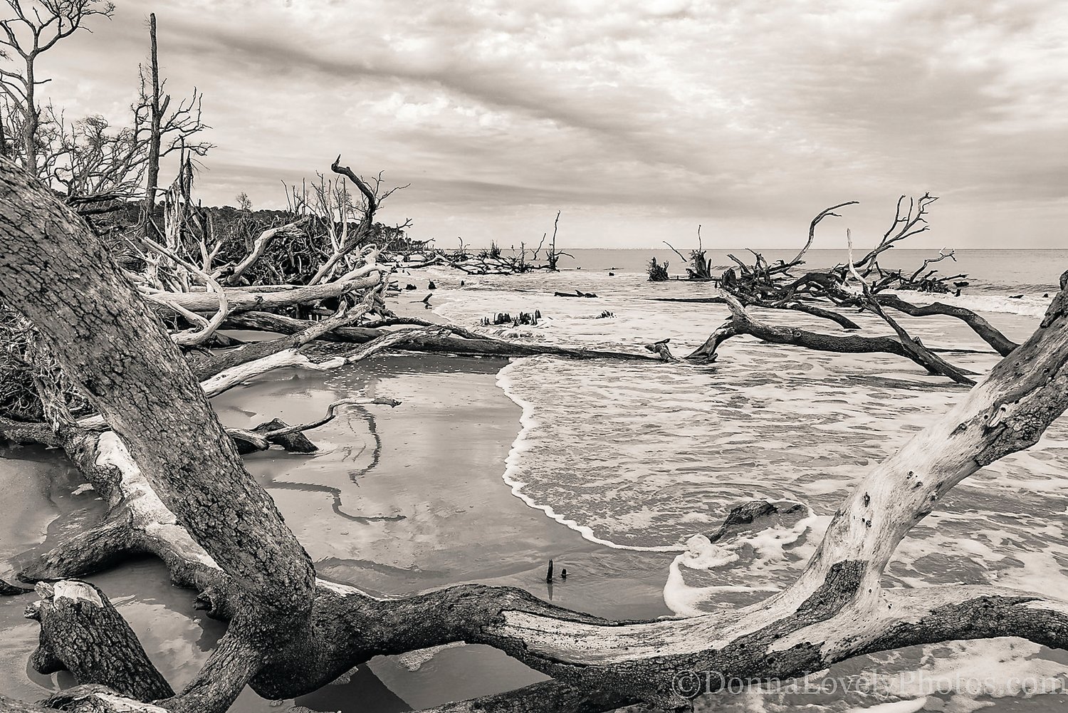 “Many Trees, Boneyard Beach, SC” is by Donna Lovely. Photograph by DonnaLovelyPhotos.com.