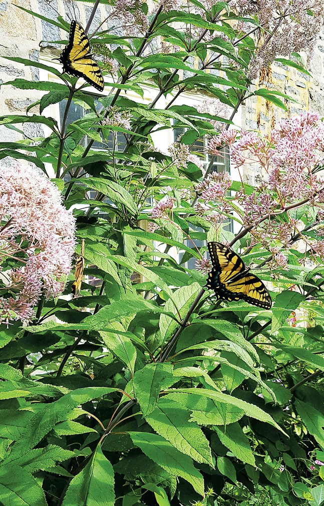 Butterflies like these, on Joe Pie weed in Nockamixon State Park, may be coming to Nockamixon Township’s Veterans Park, to visit a new butterfly garden that is in the works.
