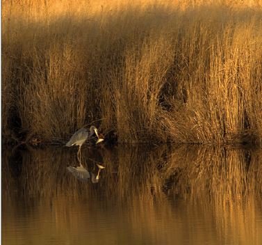 A heron carries a fish through a Chesapeake Bay marsh. Photograph by Dave Harp.