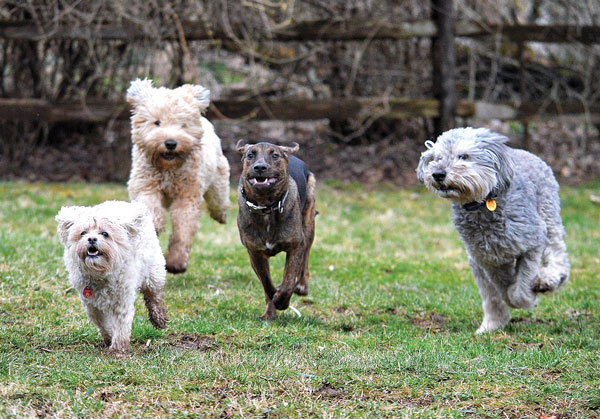 From left, Winnie, Jagger, Bruiser and Oliver romp in the fenced backyard at Northward Hound in Springfield Township during their extended spring break.