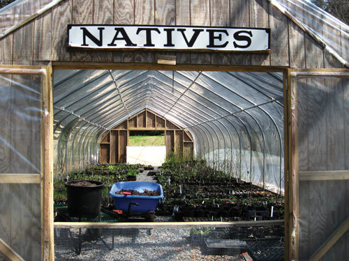 The native plant nursery at D&R Greenway offers online sales, with items available for pickup. Photograph by Carolyn Foote Edelmann .