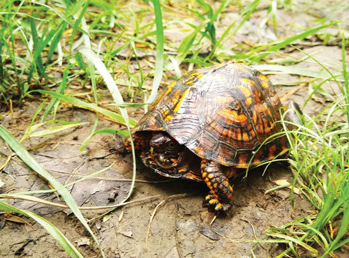 Box turtle at home on D&R Greenway’s Kate’s Trail, off Elm Ridge Road in Mercer County. Photograph by Cindy Taylor, D&R Greenway  assistant director of Stewardship.