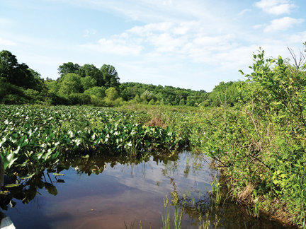 Quakertown Swamp recently received the Wetland of Distinction by the Society of Wetland Scientists.