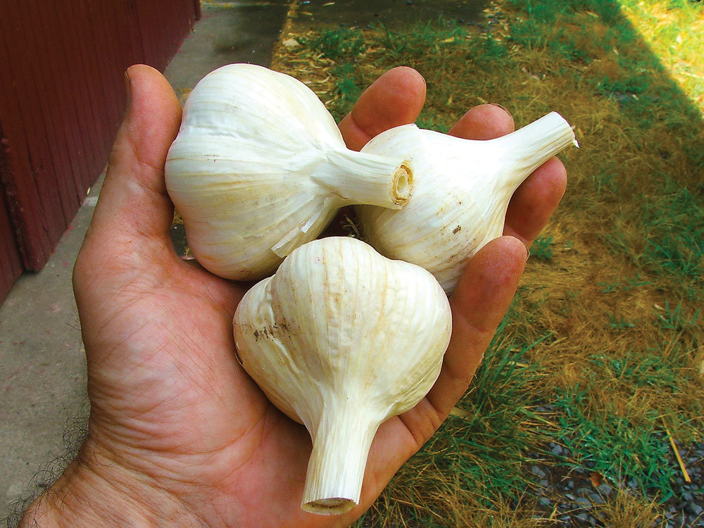 Garlic heads ready to plant.