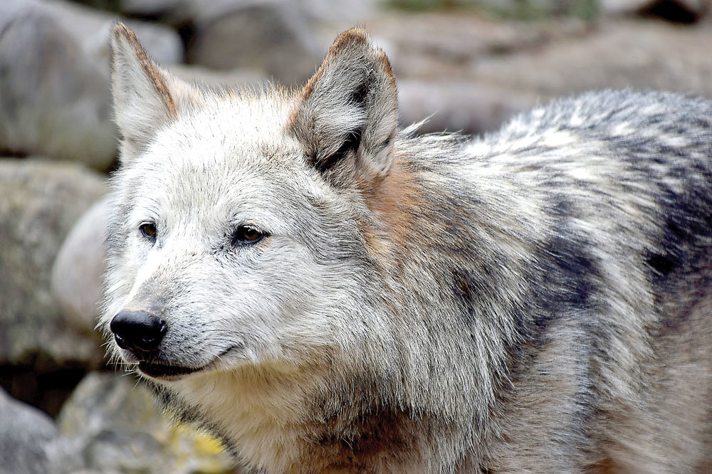 Lehigh Valley Zoo is mourning the death of Beta, a 13-and-a-half-year-old Mexican gray wolf.