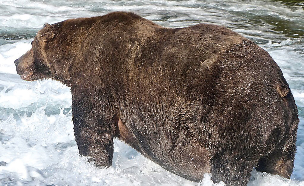 Bear 747, the 2020 Fat Bear Week champion, weighed in at 1,400 pounds. (NATIONAL PARK SERVICE)