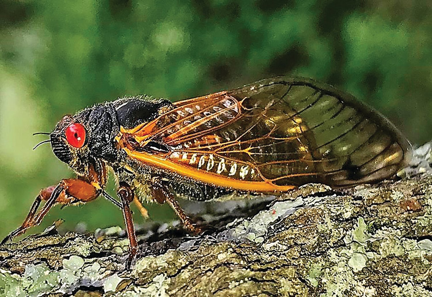 Brood X Cicada – a portrait of a noise-maker.