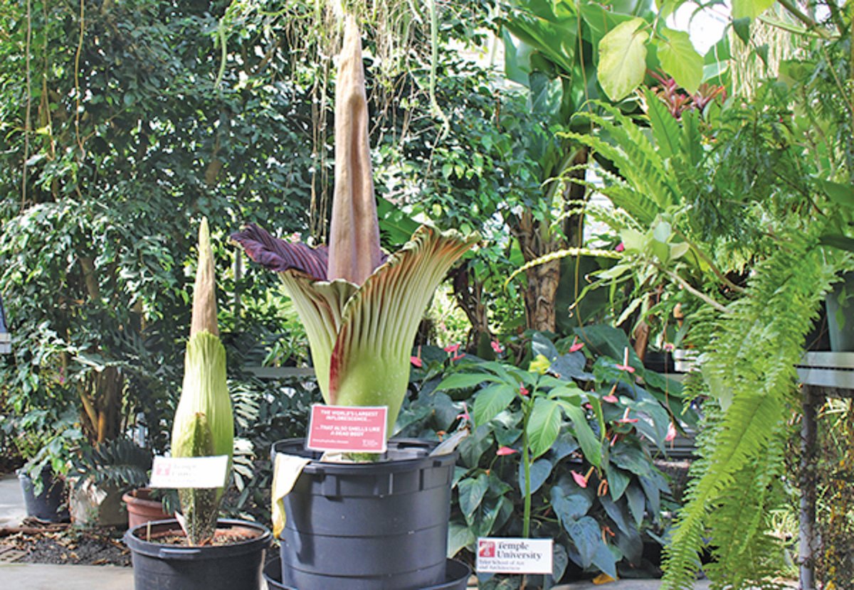 The corpse flower is on display at the Tyler School of Art and Architecture’s Greenhouse Education and Research Complex.