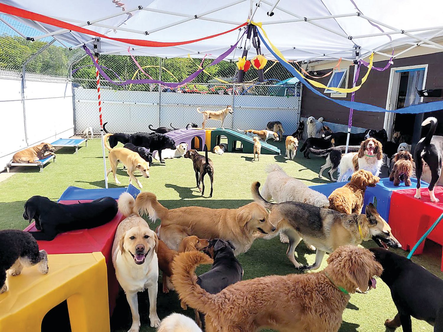 Dogs dazzle on the decorated dance floor.
