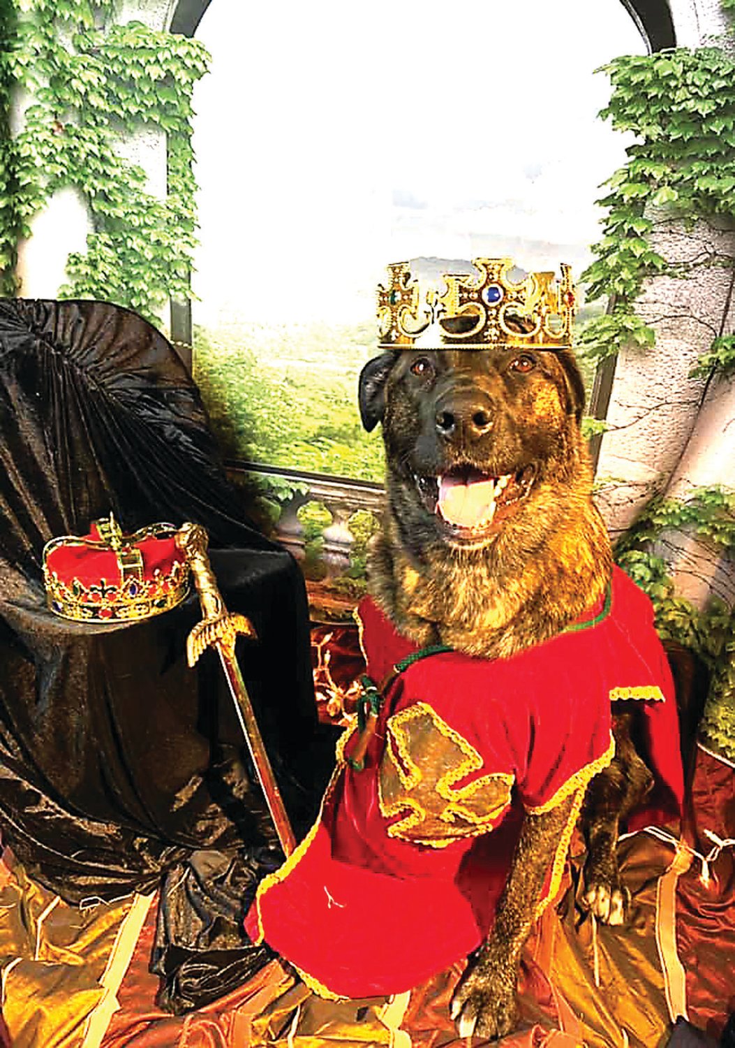 A knight at the dog prom poses for an official portrait.