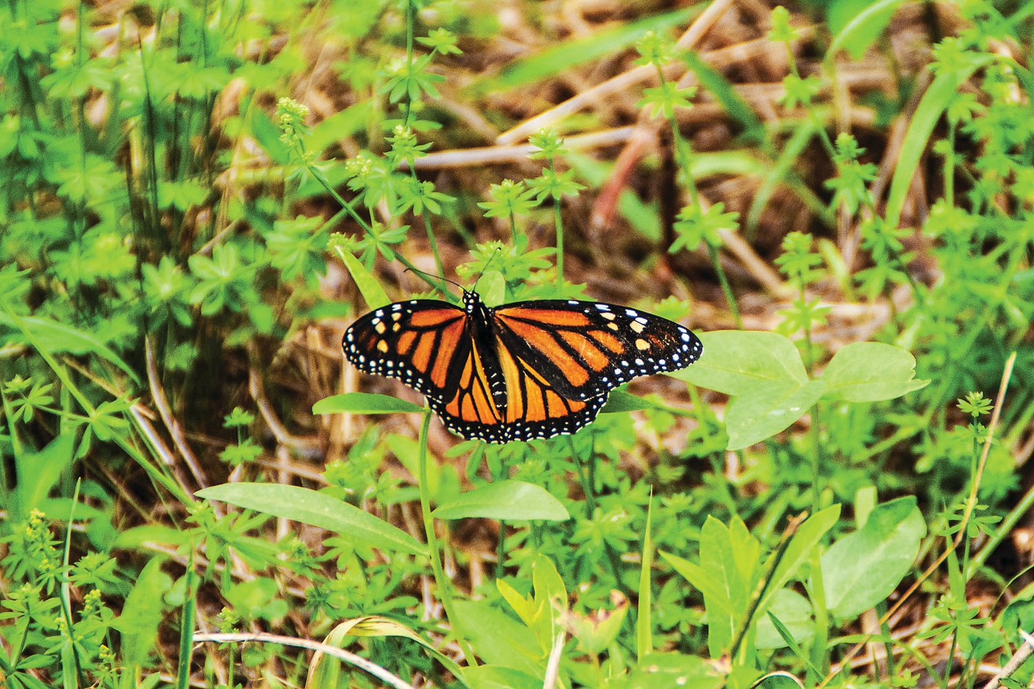 A Monarch butterfly is the subject of “All About Butterflies,” the first of two virtual programs.