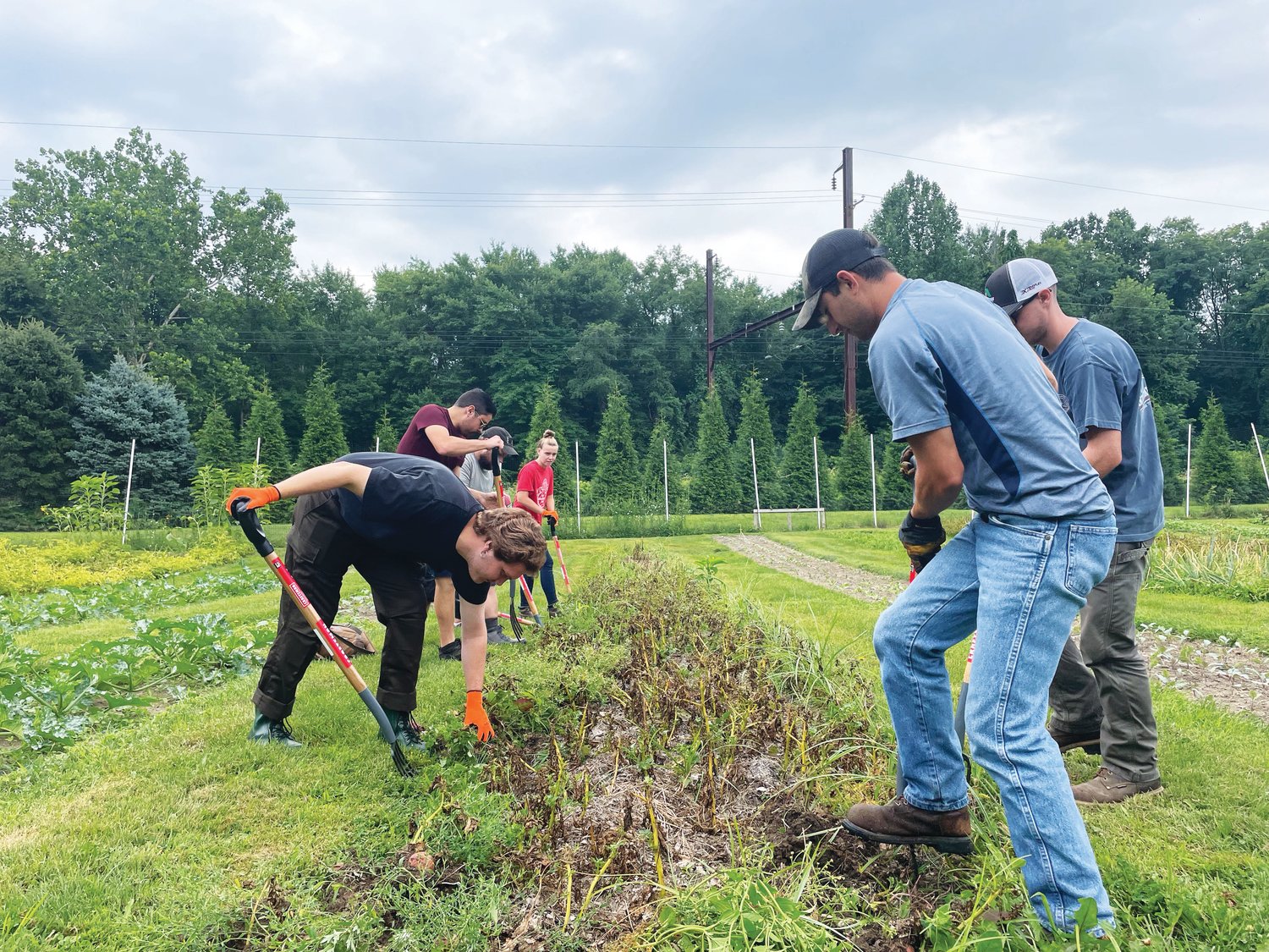 Delaware Valley University students recently spent a day harvesting produce at Promised Land Organic Farm in Yardley. All the food will be given to the Penndel Food Pantry in honor of Jackie Hansen, who, died suddenly and her husband intends to stop operating the farm.
