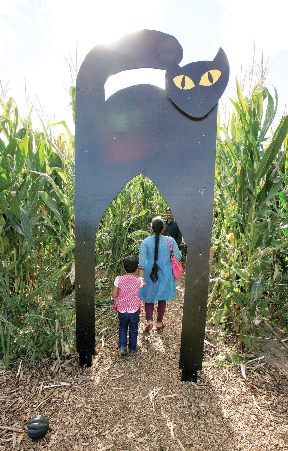 Attendees begin the corn maze at Terhune Orchards’ Family Fun Weekends.