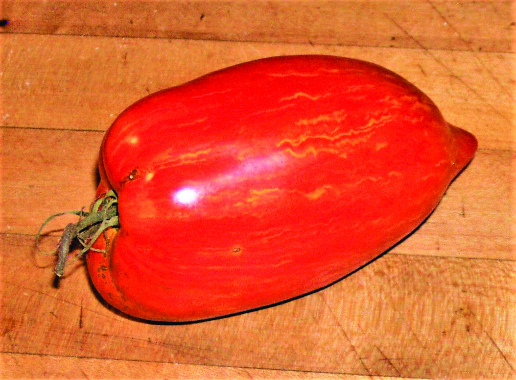 This heirloom tomato is called Stripey Roman, good to just eat or for sauce.