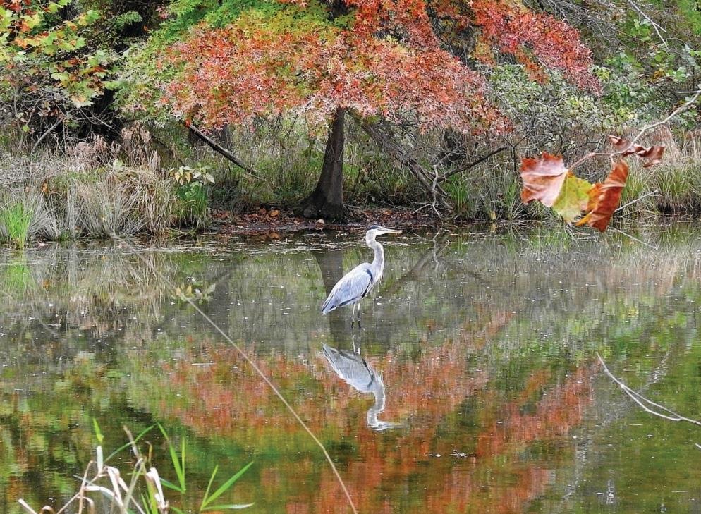 At Peace Valley Park on Tuesday morning, the photographer came upon a great blue heron in a photogenic spot, standing in the water amid the reflection of an autumnal tree.