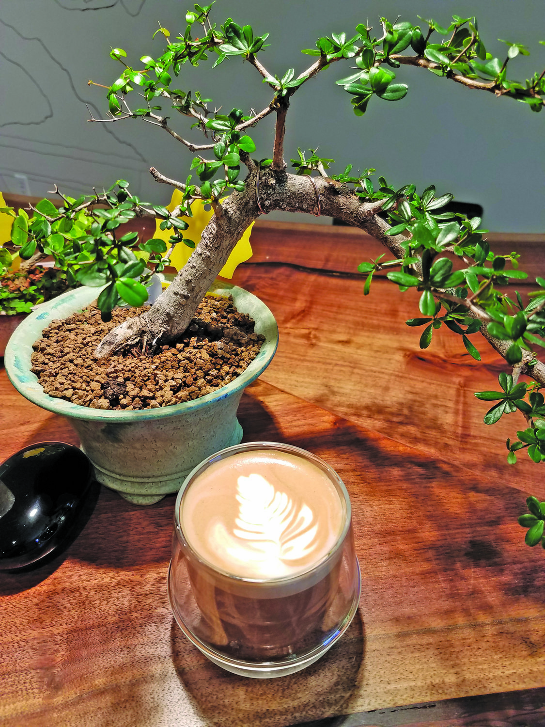 Specialty lattes with floral decorations and bonsai trees are among the items for sale at Amsterdam Coffee Bar.
