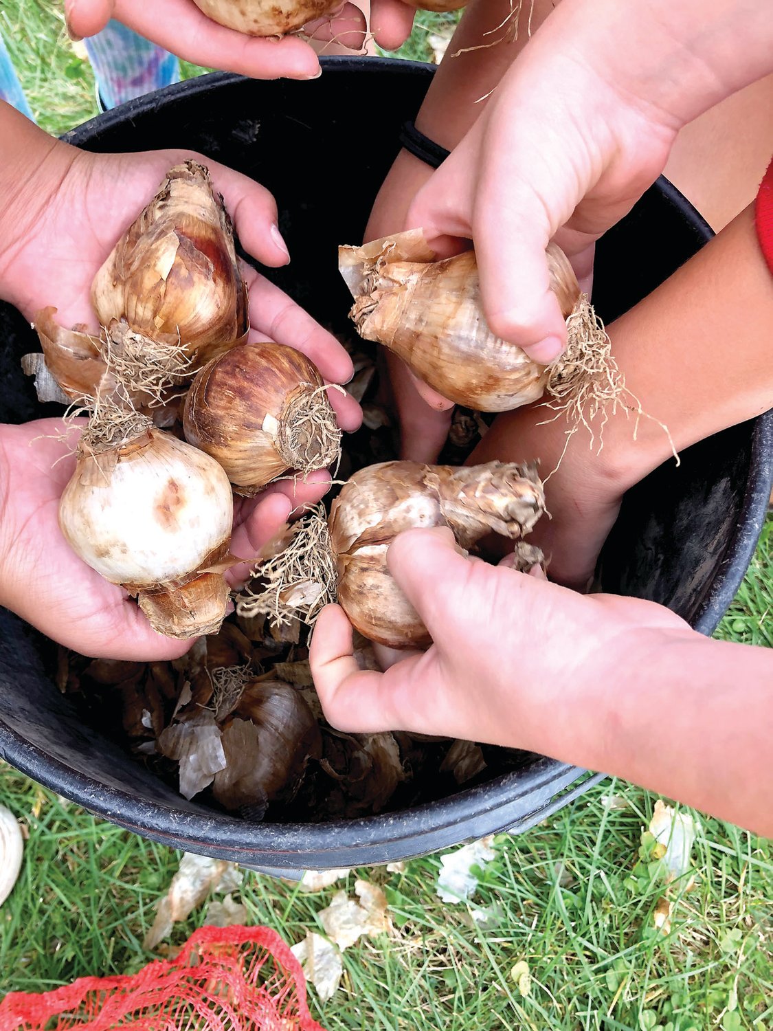 Children grab daffodil bulbs out of a bucket. The bulbs were supplied by Bucks Beautiful, which planted 40,000 bulbs across Bucks County last fall.