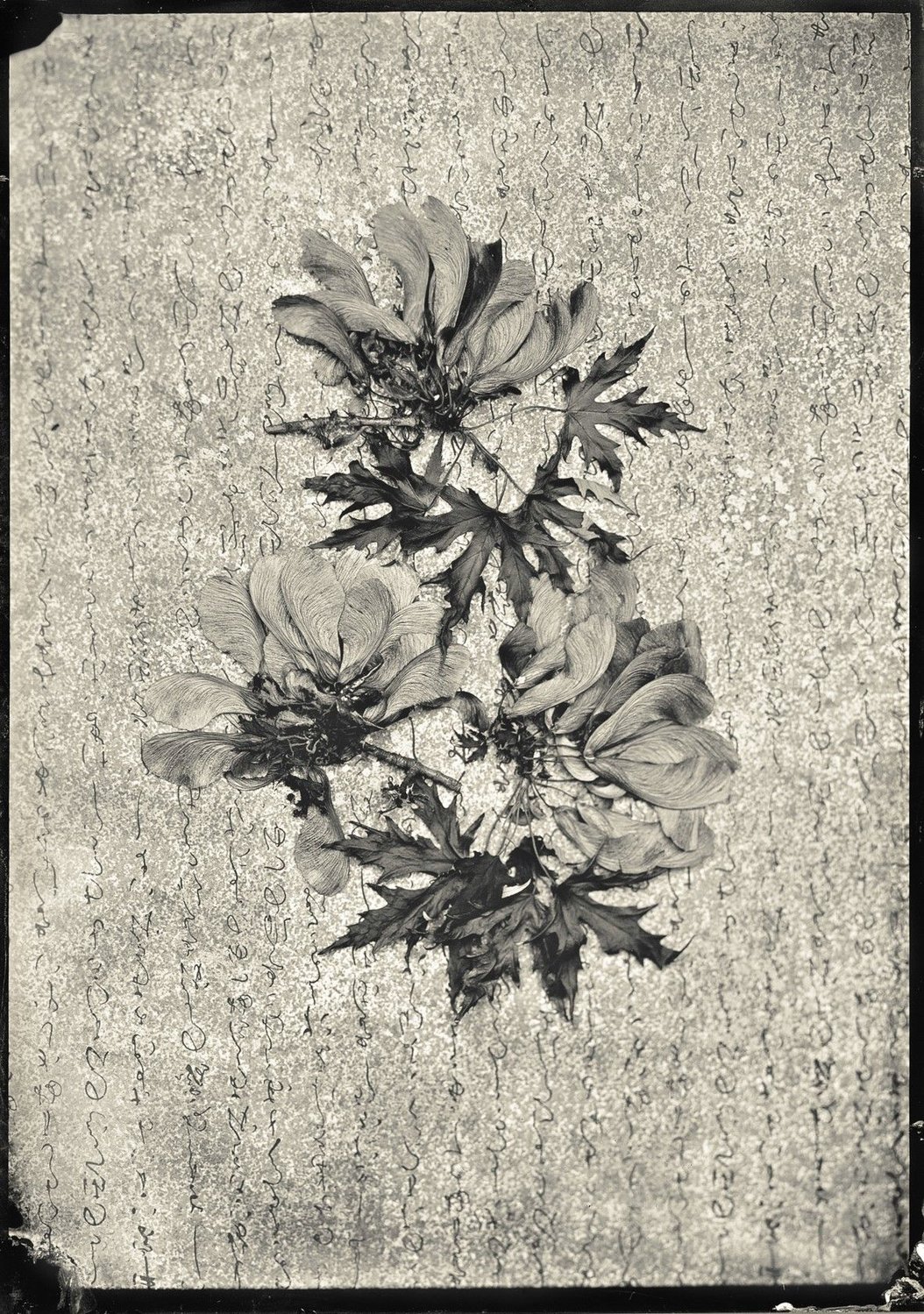“Maple Leaf Study,” by Claudia Rippee, is a wet plate collodion tintype.