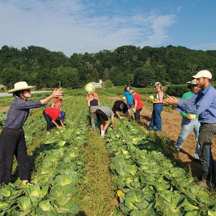 Volunteers from ArtYard in Frenchtown, N.J., assist Rolling Harvest with a cabbage glean at Tinicum CSA.