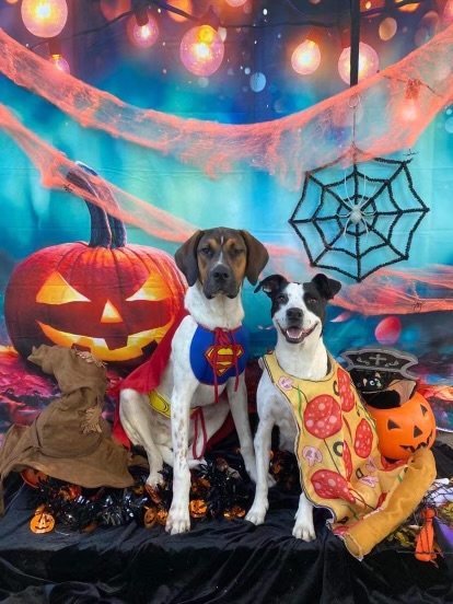 Kira and Hank wear their costumes for Holiday House Pet Resort & Training Center’s Fall Fest.
