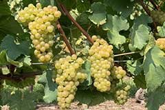 The annual Pennsylvania Grape and Wine Industry Conference, hosted by the Pennsylvania Wine Marketing and Research Program and Penn State Extension, takes place March 1-2.